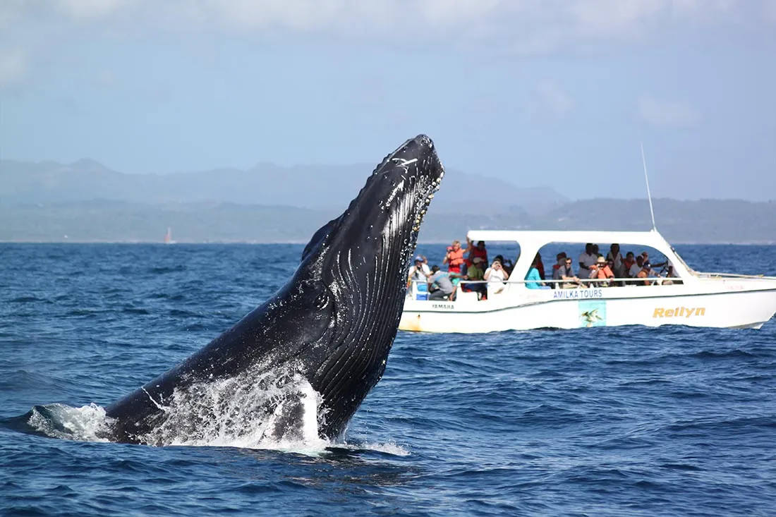Whale Watching in Samaná photo 3