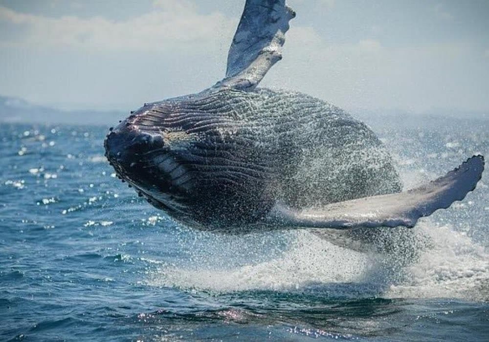 Whale Watching in Samaná