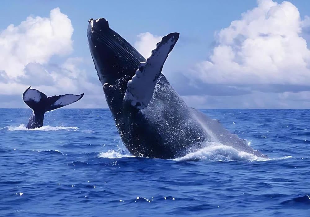 Whale Watching in Samaná photo 6