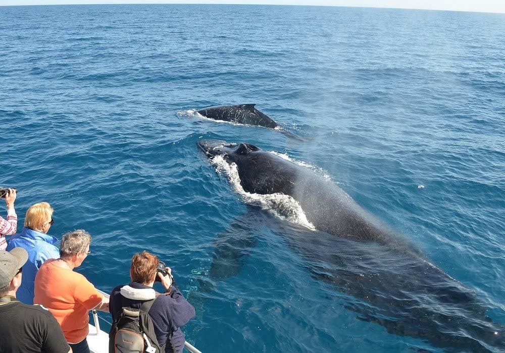 Whale Watching in Samaná photo 4