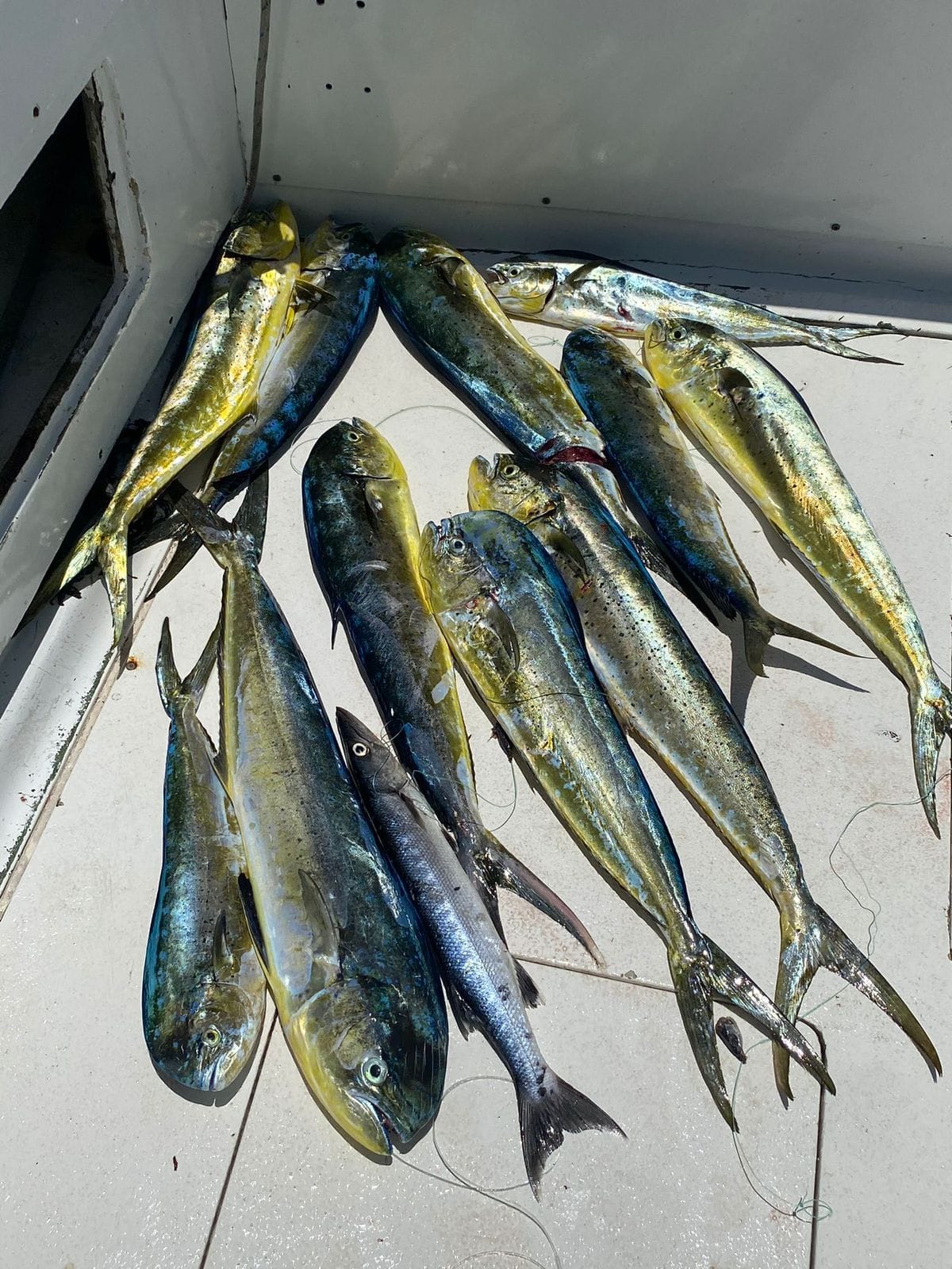 Deep Sea Fishing photo 4